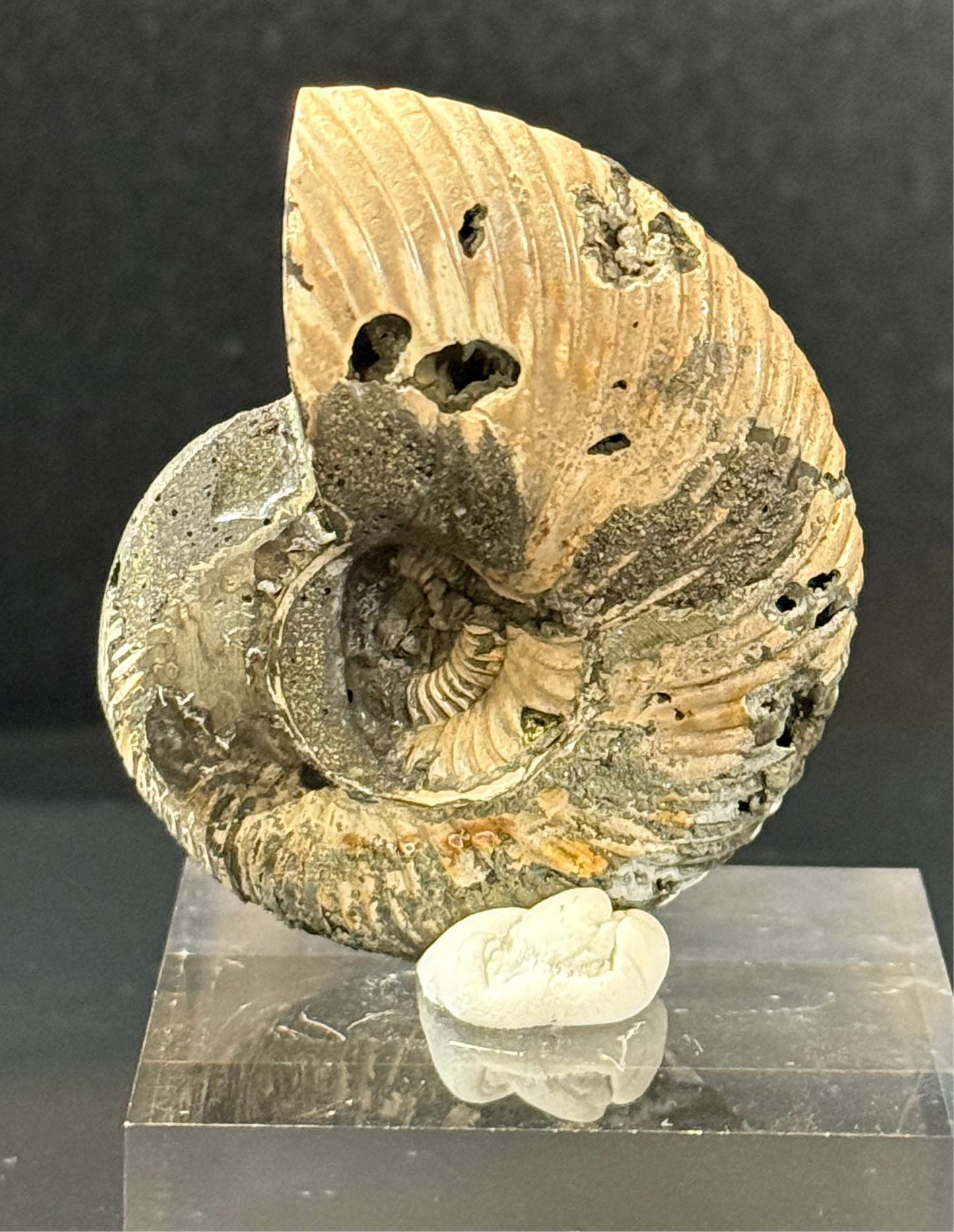 Ammonite fossil
