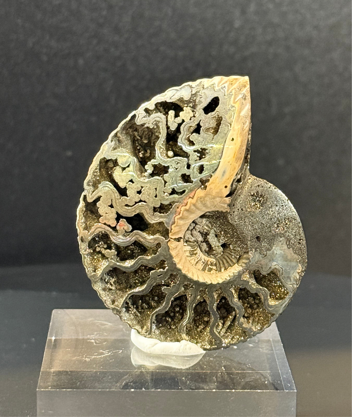 Ammonite fossil pyrite