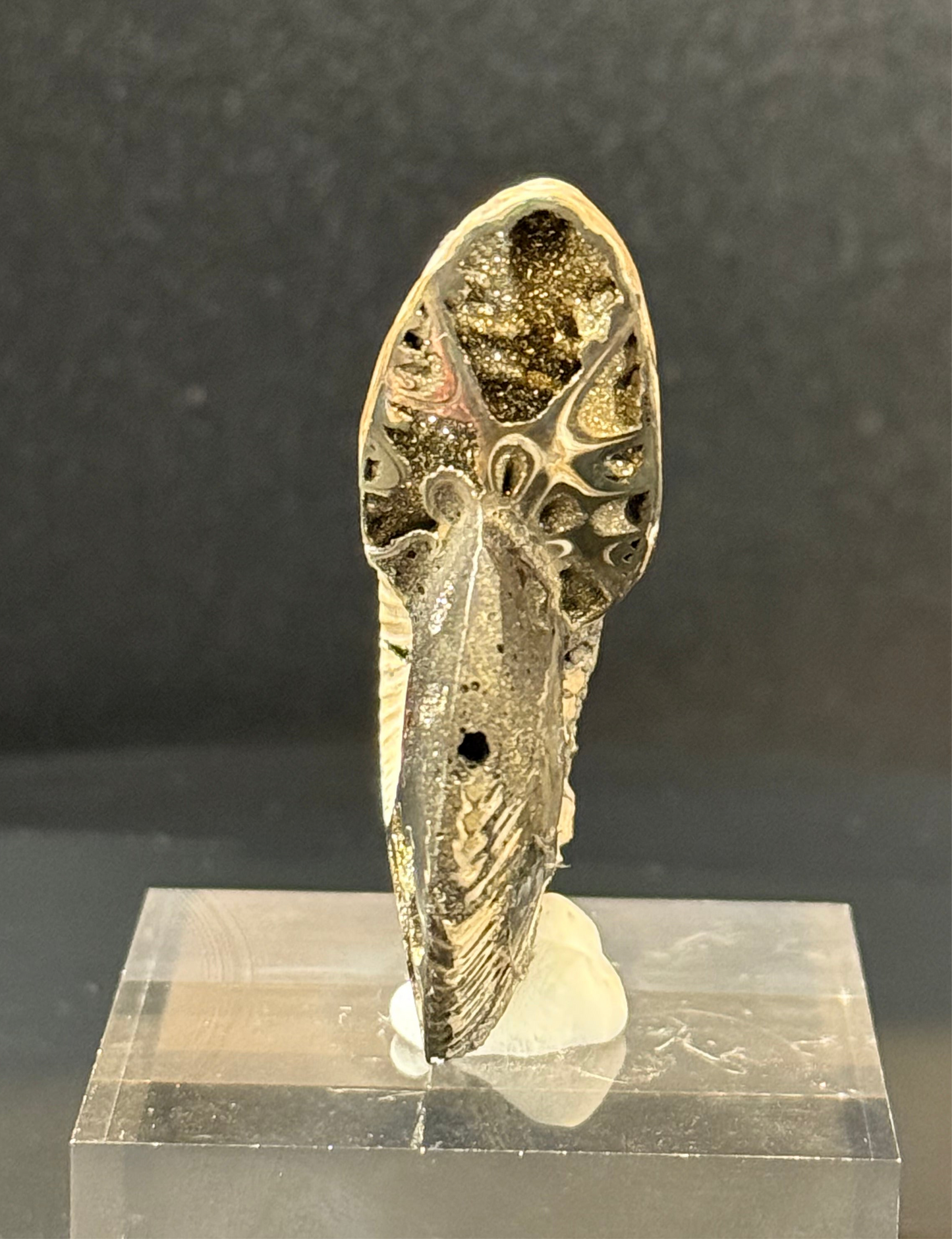 Front view pryrite ammonite