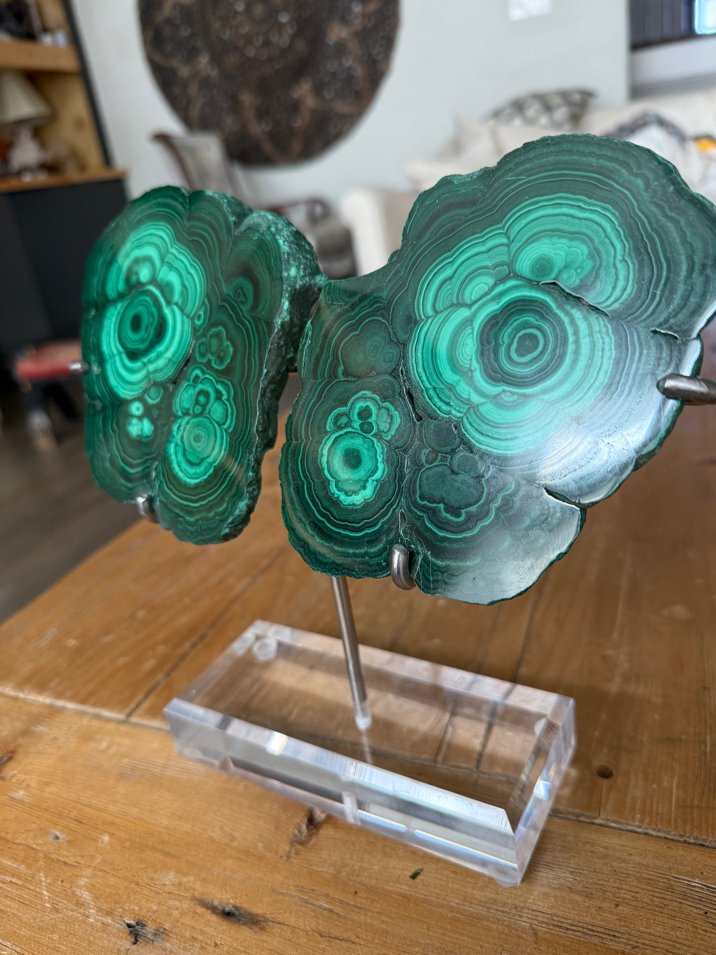 Malachite Wings on custom stand